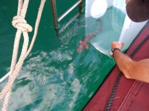 Bamboo shark release
