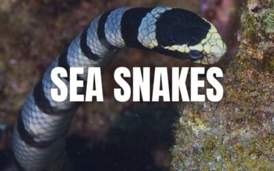 Sea Snake Shenanigans