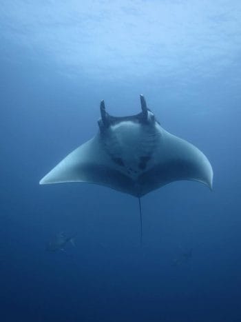 Mantaray