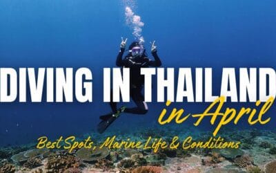 Diving in Thailand in April: Best Spots, Marine Life & Conditions