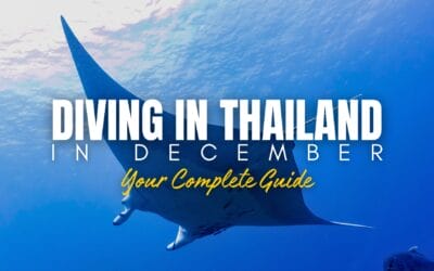 Diving in Thailand in December: Your Complete Guide