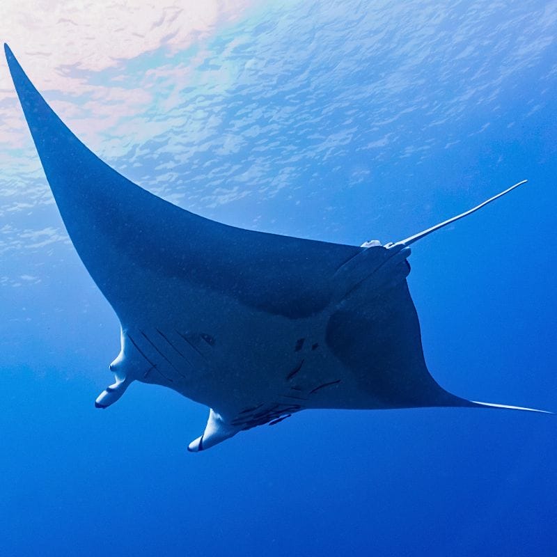 Liveaboard diving in Myanmar - Manta Ray
