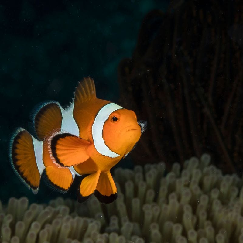 Similan Liveaboard - Clownfish