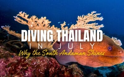 Diving in Thailand in July: Why the South Andaman Shines
